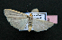  ( - AOC Lep 02282)  @11 [ ] Copyright (2022) A.S. Ortiz Unspecified