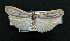 ( - AOC Lep 02283)  @11 [ ] Copyright (2022) A.S. Ortiz Unspecified