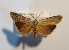  ( - AOC Lep 02286)  @11 [ ] Copyright (2022) A.S. Ortiz Unspecified
