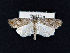  ( - AOC Lep 02294)  @11 [ ] Copyright (2022) A.S. Ortiz Unspecified