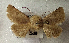  (Metopoceras sp. AOC01 - AOC Lep 02301)  @11 [ ] Copyright (2022) A.S. Ortiz Unspecified