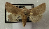  (Metopoceras sp. AOC02 - AOC Lep 02302)  @11 [ ] Copyright (2022) A.S. Ortiz Unspecified