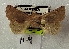 (Metopoceras sp. AOC03 - AOC Lep 02303)  @11 [ ] Copyright (2022) A.S. Ortiz Unspecified