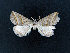  ( - AOC Lep 02316)  @11 [ ] Copyright (2022) A.S. Ortiz Unspecified