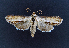  ( - AOC Lep 02322)  @11 [ ] Copyright (2022) A.S. Ortiz Unspecified