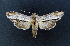  ( - AOC Lep 02323)  @11 [ ] Copyright (2022) A.S. Ortiz Unspecified