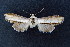  ( - AOC Lep 02324)  @11 [ ] Copyright (2022) A.S. Ortiz Unspecified
