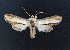  ( - AOC Lep 02325)  @11 [ ] Copyright (2022) A.S. Ortiz Unspecified