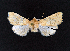  ( - AOC Lep 02337)  @11 [ ] Copyright (2022) A.S. Ortiz Unspecified