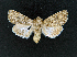  (Anarta gredosi - AOC Lep 02340)  @11 [ ] Copyright (2022) A.S. Ortiz Unspecified