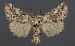  ( - AOC Lep 02367)  @11 [ ] Copyright (2022) A.S. Ortiz Unspecified