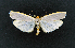  ( - AOC Lep 02368)  @11 [ ] Copyright (2022) A.S. Ortiz Unspecified