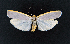  ( - AOC Lep 02369)  @11 [ ] Copyright (2022) A.S. Ortiz Unspecified