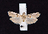  ( - AOC Lep 02376)  @11 [ ] Copyright (2022) A.S. Ortiz Unspecified