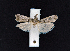  ( - AOC Lep 02377)  @11 [ ] Copyright (2022) A.S. Ortiz Unspecified