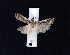  ( - AOC Lep 02378)  @11 [ ] Copyright (2022) A.S. Ortiz Unspecified