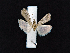  ( - AOC Lep 02379)  @11 [ ] Copyright (2022) A.S. Ortiz Unspecified