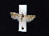  ( - AOC Lep 02384)  @11 [ ] Copyright (2022) A.S. Ortiz Unspecified
