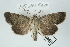  ( - AOC Lep 02395)  @13 [ ] Copyright (2022) A.S. Ortiz Unspecified