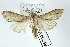  ( - AOC Lep 02399)  @11 [ ] Copyright (2022) A.S. Ortiz Unspecified