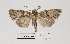  ( - AOC Lep 02426)  @11 [ ] Copyright (2022) A.S. Ortiz Unspecified