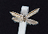  ( - AOC Lep 02434)  @11 [ ] Copyright (2022) A.S. Ortiz Unspecified