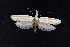  ( - AOC Lep 02435)  @11 [ ] Copyright (2022) A.S. Ortiz Unspecified