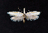  ( - AOC Lep 02436)  @11 [ ] Copyright (2022) A.S. Ortiz Unspecified
