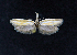  ( - AOC Lep 02437)  @11 [ ] Copyright (2022) A.S. Ortiz Unspecified