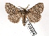  ( - AOC Lep 02441)  @11 [ ] Copyright (2022) A.S. Ortiz Unspecified