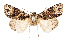  (Harmandicrania harmandi - AOC Lep 02485)  @11 [ ] Copyright (2022) G. Ronkay Unspecified