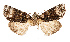  (Harmandicrania cf sinoandi - AOC Lep 02489)  @11 [ ] Copyright (2022) G. Ronkay Unspecified