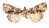  (Harmandicrania cf tathabayandi - AOC Lep 02490)  @11 [ ] Copyright (2022) G. Ronkay Unspecified
