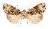  (Harmandicrania tathabayandi - AOC Lep 02492)  @11 [ ] Copyright (2022) G. Ronkay Unspecified