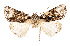  (Harmandicrania sinoandi - AOC Lep 02496)  @11 [ ] Copyright (2022) G. Ronkay Unspecified