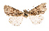  ( - AOC Lep 02504)  @11 [ ] Copyright (2022) G. Ronkay Unspecified