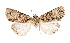 ( - AOC Lep 02508)  @11 [ ] Copyright (2022) G. Ronkay Unspecified