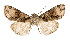  ( - AOC Lep 02510)  @11 [ ] Copyright (2022) G. Ronkay Unspecified