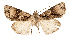  ( - AOC Lep 02511)  @11 [ ] Copyright (2022) G. Ronkay Unspecified
