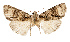  ( - AOC Lep 02512)  @11 [ ] Copyright (2022) G. Ronkay Unspecified