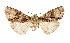  ( - AOC Lep 02513)  @11 [ ] Copyright (2022) G. Ronkay Unspecified