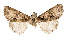  ( - AOC Lep 02514)  @11 [ ] Copyright (2022) G. Ronkay Unspecified