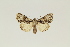 ( - AOC Lep 02523)  @11 [ ] Copyright (2022) A. Kiss Unspecified