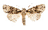  ( - AOC Lep 02532)  @11 [ ] Copyright (2022) G. Ronkay Unspecified