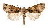  ( - AOC Lep 02533)  @11 [ ] Copyright (2022) G. Ronkay Unspecified