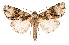  ( - AOC Lep 02539)  @11 [ ] Copyright (2022) G. Ronkay Unspecified