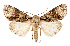  ( - AOC Lep 02544)  @11 [ ] Copyright (2022) G. Ronkay Unspecified