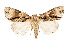  ( - AOC Lep 02547)  @11 [ ] Copyright (2022) G. Ronkay Unspecified