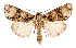  ( - AOC Lep 02550)  @11 [ ] Copyright (2022) G. Ronkay Unspecified