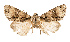  ( - AOC Lep 02551)  @11 [ ] Copyright (2022) G. Ronkay Unspecified